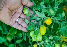 Load image into Gallery viewer, Tomato Yellow Pear