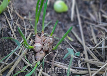 Load image into Gallery viewer, Egyptian Walking Onions - Topsets