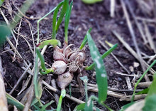Load image into Gallery viewer, Egyptian Walking Onions - Topsets