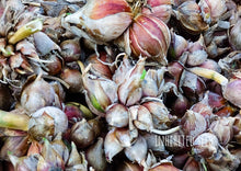 Load image into Gallery viewer, Egyptian Walking Onions - Topsets