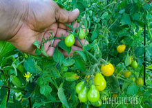 Load image into Gallery viewer, Tomato Yellow Pear