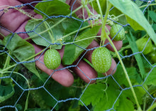 Load image into Gallery viewer, Cucamelon Mexican Sour Gherkin