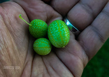 Load image into Gallery viewer, Cucamelon Mexican Sour Gherkin