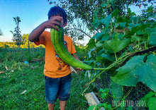 Load image into Gallery viewer, Luffa Indian Sponge Gourd