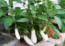 Load image into Gallery viewer, Eggplant Collection Value Pack (6 Varieties)