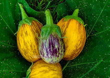 Load image into Gallery viewer, Eggplant Collection Value Pack (6 Varieties)