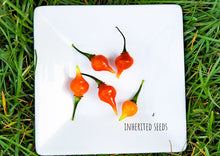 Load image into Gallery viewer, Chilli Pimenta Biquinho