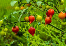 Load image into Gallery viewer, Chilli Pimenta Biquinho