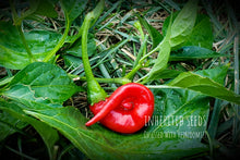 Load image into Gallery viewer, Chilli Ring O' Fire