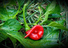 Load image into Gallery viewer, Hot Chilli Peppers Collection Value Pack (12 Varieties)