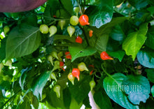 Load image into Gallery viewer, Chilli Pimenta Biquinho