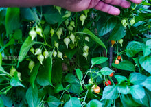 Load image into Gallery viewer, Chilli Pimenta Biquinho