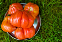 Load image into Gallery viewer, Tomato Italian Cuore Di Bue / Ox Heart