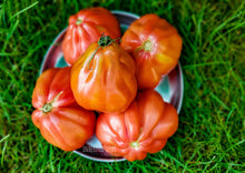 Load image into Gallery viewer, Tomato Italian Cuore Di Bue / Ox Heart