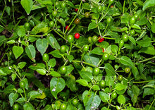 Load image into Gallery viewer, Chilli Wild Chiltepin Hot Pepper