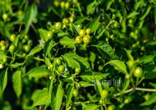 Load image into Gallery viewer, Chilli Wild Chiltepin Hot Pepper