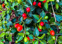 Load image into Gallery viewer, Chilli Wild Chiltepin Hot Pepper