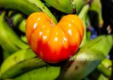 Load image into Gallery viewer, Tomato Beefsteak Rainbow