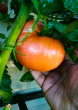 Load image into Gallery viewer, Tomato Amish Beefsteak Pink