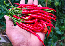 Load image into Gallery viewer, Chilli Andhra Hot Green Pepper