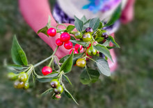 Load image into Gallery viewer, Chilli Wild Chiltepin Hot Pepper