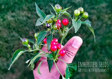 Load image into Gallery viewer, Chilli Wild Chiltepin Hot Pepper