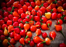 Load image into Gallery viewer, Chilli Pimenta Biquinho