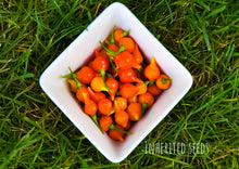 Load image into Gallery viewer, Chilli Pimenta Biquinho
