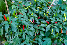 Load image into Gallery viewer, Chilli African Birdseye