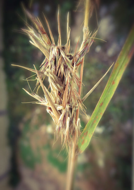 lemongrass plant seeds Lemon Grass