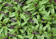 Load image into Gallery viewer, Basil Licorice