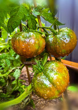 Load image into Gallery viewer, Tomato Cherokee Purple