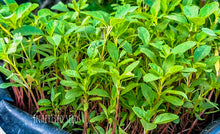 Load image into Gallery viewer, Amaranth Tropical / Siru Keerai