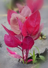 Load image into Gallery viewer, Orach Purple
