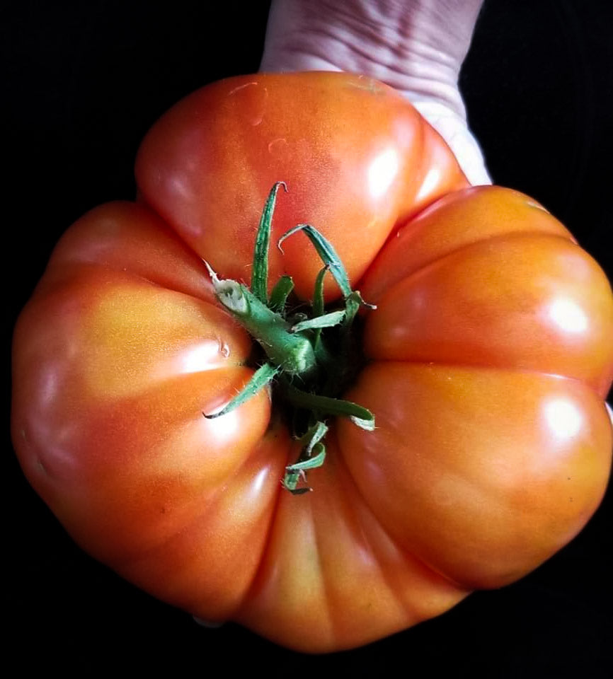 Tomato Beefsteak Large – Inherited Seeds