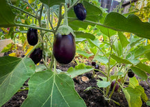 Load image into Gallery viewer, Eggplant Indian Brinjal (Nati Vankaya)
