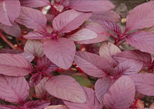 Load image into Gallery viewer, Amaranth Red Stem/ Red Thandu Keerai / Totakoora
