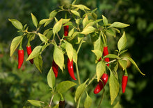 Load image into Gallery viewer, Chilli African Birdseye