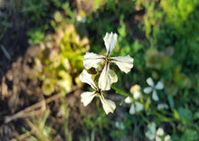 Load image into Gallery viewer, Wild Arugula