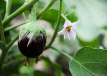 Load image into Gallery viewer, Eggplant Indian Small Round (Thai Purple Baby Eggplant)
