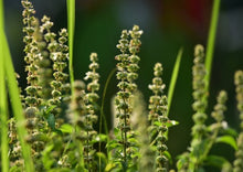 Load image into Gallery viewer, Basil Indian