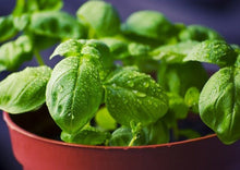 Load image into Gallery viewer, Basil Italian Large Leaf
