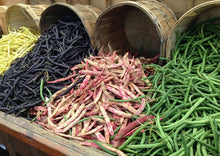 Load image into Gallery viewer, Beans Royal Burgundy Bush