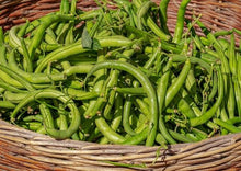 Load image into Gallery viewer, Beans Black Valentine Bush