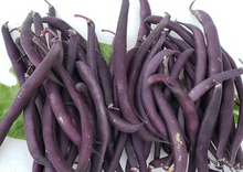 Load image into Gallery viewer, Beans Royal Burgundy Bush
