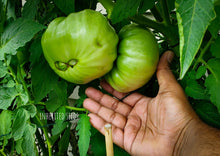 Load image into Gallery viewer, Tomato Beefsteak Large