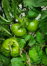 Load image into Gallery viewer, Tomato Beefsteak Large
