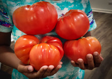 Load image into Gallery viewer, Tomato Beefsteak Large