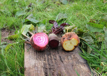 Load image into Gallery viewer, Beets Chioggio Premium