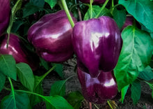 Load image into Gallery viewer, Close-up of ripe Heirloom Purple Beauty Bell Peppers on the plant, showcasing their rich purple color and healthy growth.